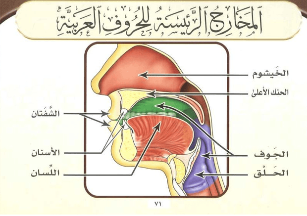 Arabic diagram of the articulation points in the mouth and throat
